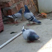 کبوتر|پرنده|زاهدان, |دیوار