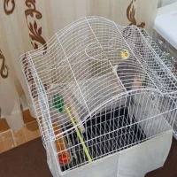 عروس هلندی|پرنده|رویان, |دیوار