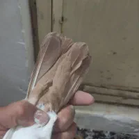 دم زرد کرمونی کاکولی دم سرخ|پرنده|تربت‌حیدریه, حسنی بالا|دیوار