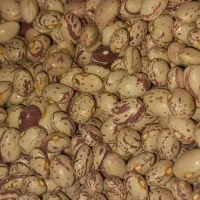 فروش لوبیا چیتی سرحد بوجاری شده قیمت ۲۸۵