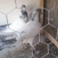 کبوتر پرشی|پرنده|بروجن, |دیوار