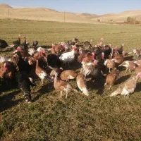 فروش بوقلمون