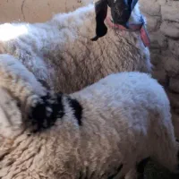 میش جری همراه بره ماده|حیوانات مزرعه|میرجاوه, |دیوار