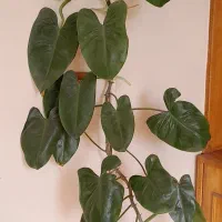 گلهای طبیعی وسرحال و سالم