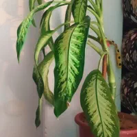 گل وگیاه|حراج|لردگان, |دیوار