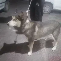 واگذاری. هاسکی زیباوباهوش. ویک اشپیتز واقعابازیگوش|سگ|کرمان, |دیوار