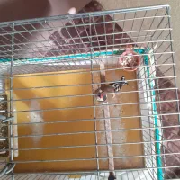 ماده سهره متولدقفس داغسر|پرنده|هرسین, |دیوار