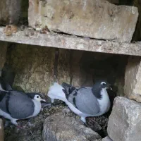 یجفت دمگیر گلین یلایی با جوجه|پرنده|اصفهان, قهجاورستان|دیوار