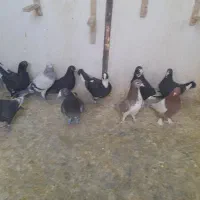 نر پروندنی .نر .ماده .همچی کفتر خوب|پرنده|کرمان, |دیوار