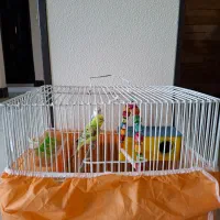 مرغ عشق پرنده|پرنده|شاهین‌شهر, عطار|دیوار