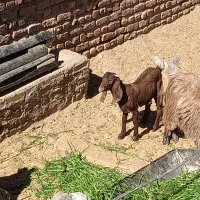 کره نر و ماده|حیوانات مزرعه|کرمان, |دیوار