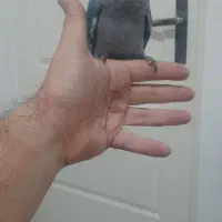 جوجه راهب آبی حلقه پا تازه دونخور رام