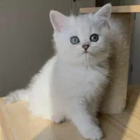 بریتیش سیلور کیفیت فوق العاده