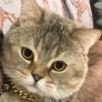 گربه نر بریتیش