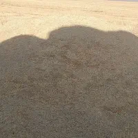 کاه