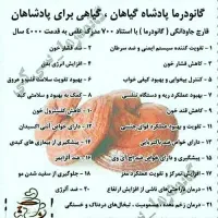 قهوه های دکتر بیز با عصاره قارچ گانودرما|خوردنی و آشامیدنی|مشهد, دانشجو|دیوار