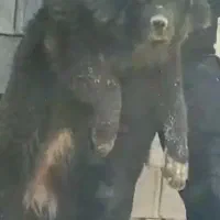 ماده یک ساله درشت اصیل