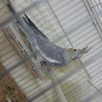 یک عدد عروس هلندی نر|پرنده|سراب, |دیوار