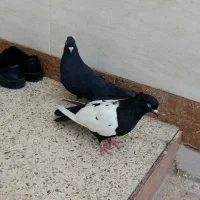 زاغ  نر چشم و نوک سفید مست مست|پرنده|اهواز, کارون|دیوار