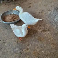 جفت هستن نری میکنن