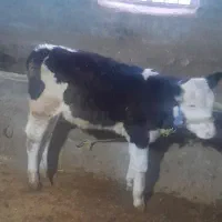 گوساله سیمینتال ماده