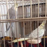 عروس معاوضه کبوتر