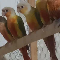 فروش گرینجیک  اناناسی رد. و دبل رد|پرنده|بجنورد, |دیوار