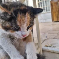 واگذار کردن گربه