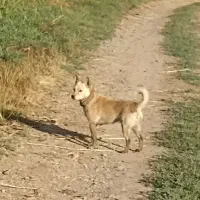 سگ گمشده|سگ|پیرانشهر, |دیوار