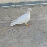 ی جفت موشی نقره ای