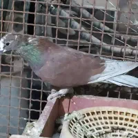 مفلق سرخ|پرنده|اصفهان, پرتمان|دیوار