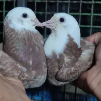 کفتر ایرانی پرشی|پرنده|ایرانشهر, |دیوار