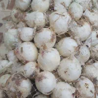 پیاز سفید جیرفتی توری کیلو ۲۰