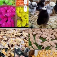 سفارش جوجه گلپایگان.گردن لخت.لهستانی.کاکل واردک ور