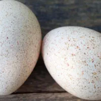 فروش تخم مرغ بوقلمون