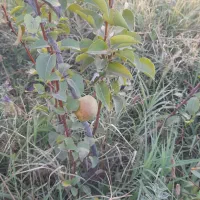 باغ فروشی|فروش خانه و ویلا|کشکسرای, |دیوار