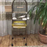 عروس هلندی البینو و لوتینو بالغ جفت شده(مولد)|پرنده|کرج, برغان|دیوار