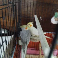 عروس هلندی جفت مولد