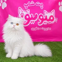 پرشین ماده چشم دو رنگ