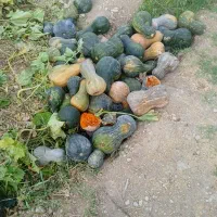 کدو حلوایی ضایعات برای دام