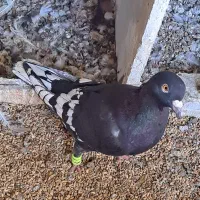 کبوتر طاووسی سیاه خط سفید