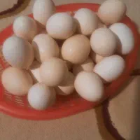 تخم مرغ محلی