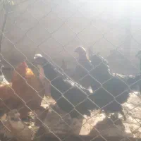 مرغ و خروس اردک و غاز|حیوانات مزرعه|هشتگرد, فاز ۱ مهستان|دیوار