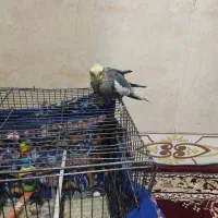 جفت عروس هلندی با جوجه|پرنده|تربت‌حیدریه, حاجی یار‎|دیوار