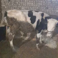 گوساله سیمنتال ماده