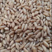 گندم دیم هشترود