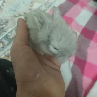 خرگوش مینی لوپ و جرسی