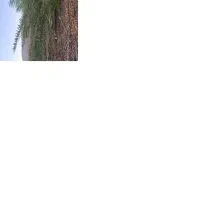 فروش پاجوش نخل