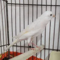 یک جفت قناری سفید عروسک اتو کشیده ۱۰ ماهه