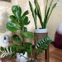 زاموفیلیا،فیکوس لیراتا،سانسوریا ابلق